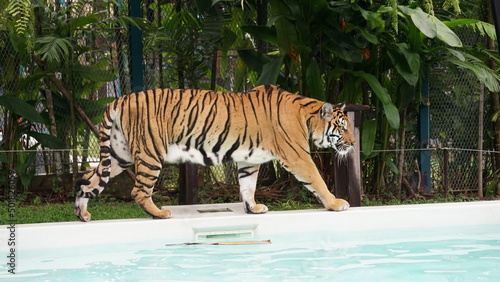 The tiger was walking  by the pool.