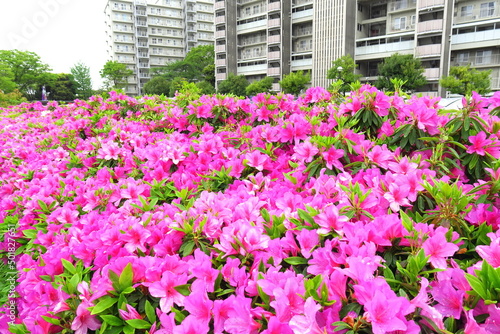 雨の日の躑躅咲く生垣とマンション風景 © smtd3