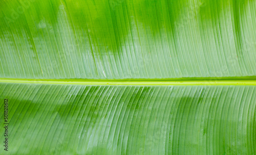 Banana leaves texture for background.