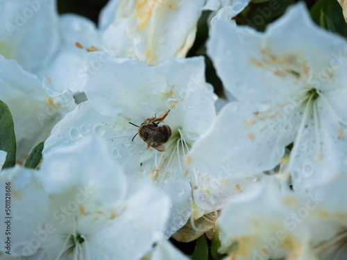 花に蜂/bee on flowers