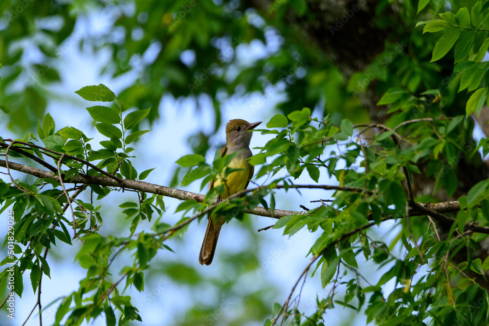 Fototapeta premium Great Crested Flycatcher Perched In Tree-5464