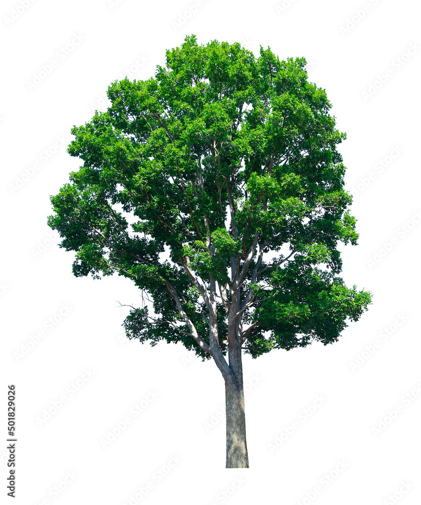 Obraz premium Tree isolated on white background, for garden decoration and use it as illustration