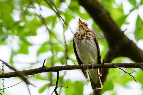 Hermit Thrush Perched On Limb-5522