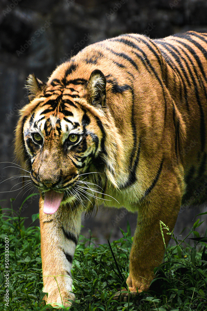 Obraz premium The Tiger Expression ready to pounce, Panthera tigris is the largest living cat species and a member of the genus Panthera.