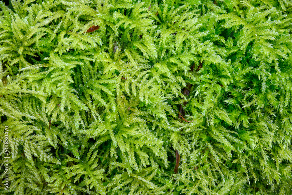 Closeup of vibrant green feathery moss growing in the woods, as a nature background
Closeup of vibrant green feathery moss growing in the woods, as a nature background