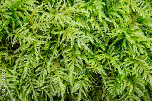 Closeup of vibrant green feathery moss growing in the woods, as a nature background 