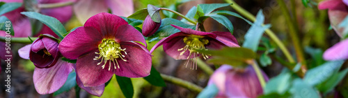 Dark burgundy flowers blooming on a hellebore plant on a sunny day in a winter garden
 photo