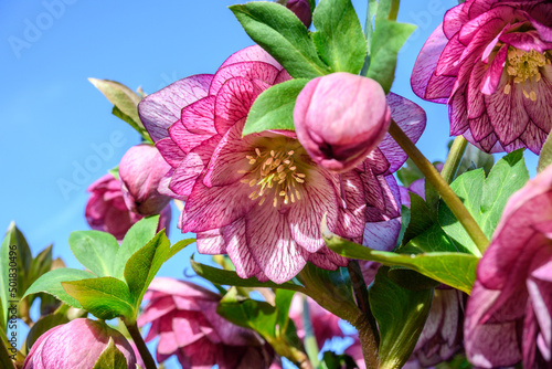 Closeup of a maroon hellebore plant from a low angle blooming on a sunny day, against a blue sky
 photo