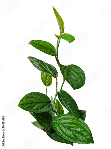 Eye-Level view of tropical Monstera Peru (Monstera Karstenianum) isolated on white background. its thick leaves are characterized by a deep ridge-like texture (similar to some peperomias)