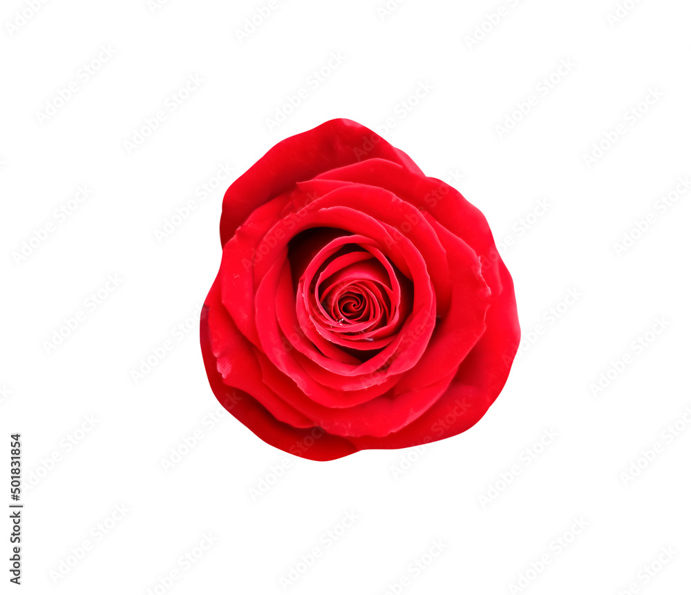 Single red rose flower isolated on white background top view , clipping path Single red rose flower isolated on white background top view , clipping path