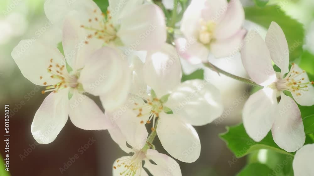 beautiful blooming apple tree flowers on a blurred background beautiful blooming apple tree flowers on a blurred background