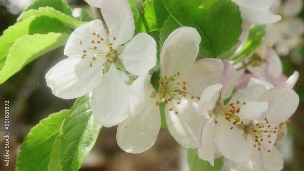 bees pollinate a branch of an apple tree with blooming flowers bees pollinate a branch of an apple tree with blooming flowers