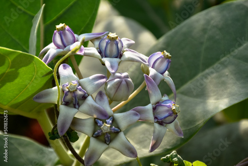 Close up soft purple Crown flower or Giant Indian milkweed in nature. (Scientific name Calotropis gigantea). © PRODIPTA