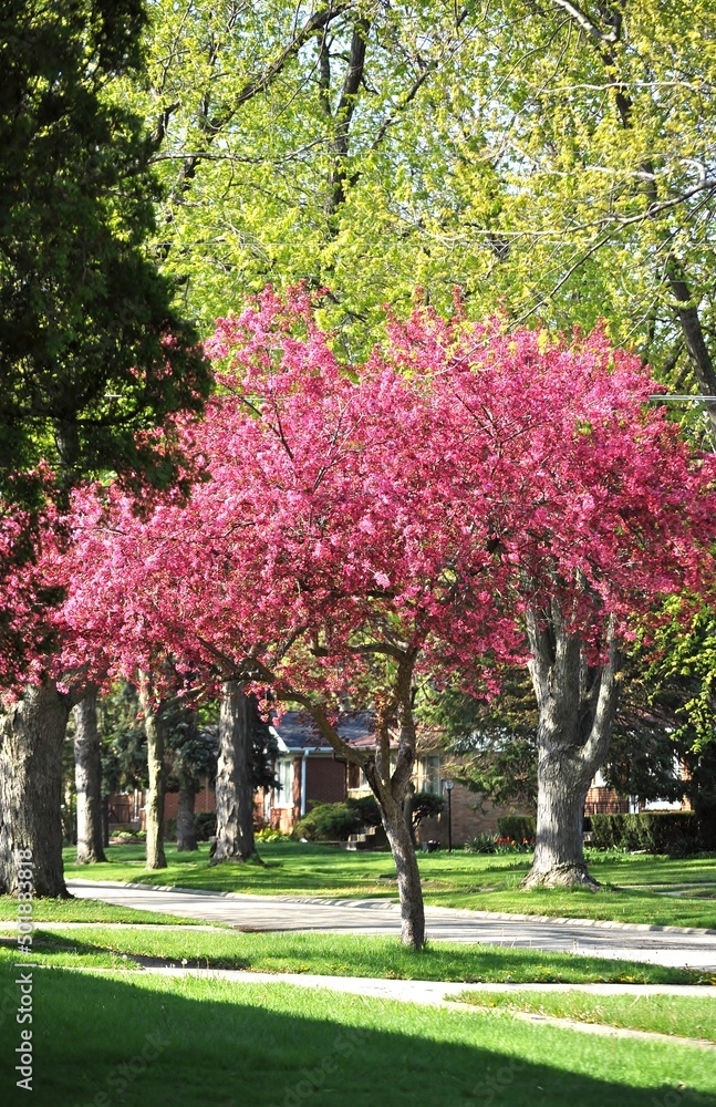 Naklejka premium Blooming crab apple tree in Chicago suburbs. 