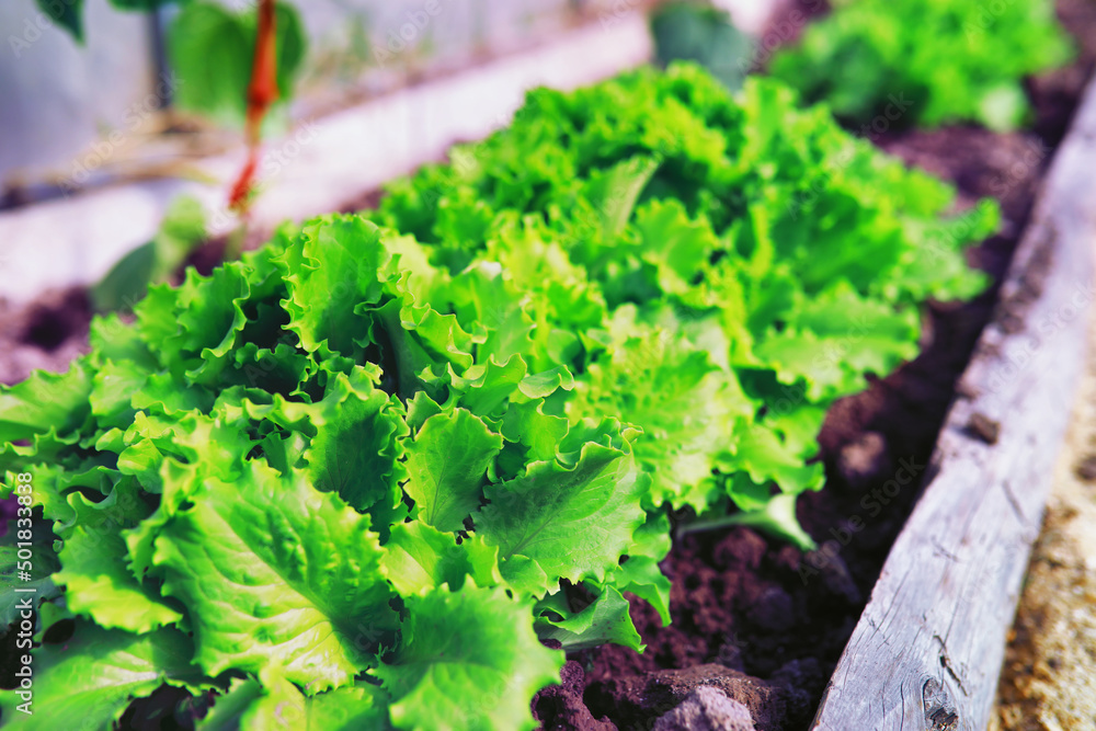 Greenery in a greenhouse. Fresh greens in the spring on the beds. Young sprouts of seedlings in the garden. Greenery in a greenhouse. Fresh greens in the spring on the beds. Young sprouts of seedlings in the garden.