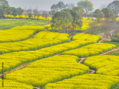 Spring scenery of rapeseed flowers in East Lake Forest Park in Wuhan, Hubei, China 