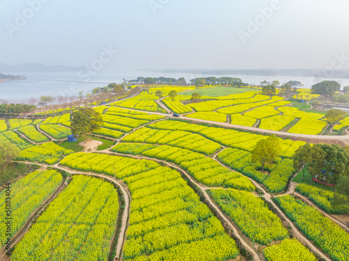 Spring scenery of rapeseed flowers in East Lake Forest Park in Wuhan  Hubei  China 