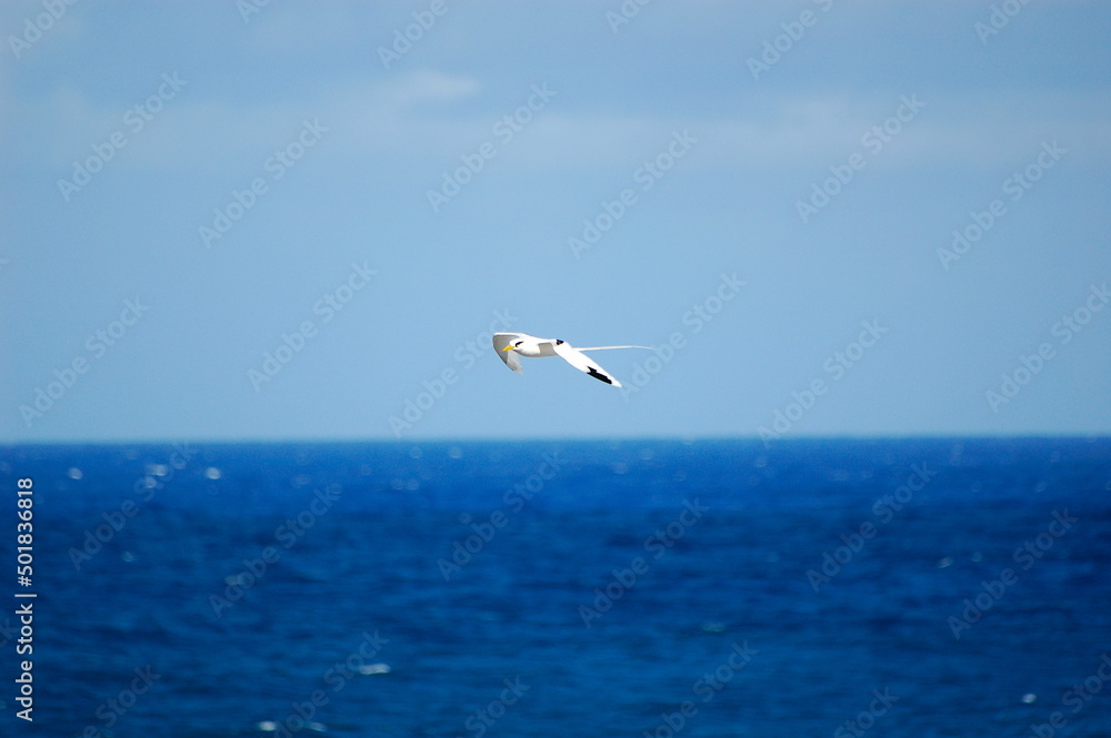Fototapeta premium white seagull with long tail symbol of mauritius