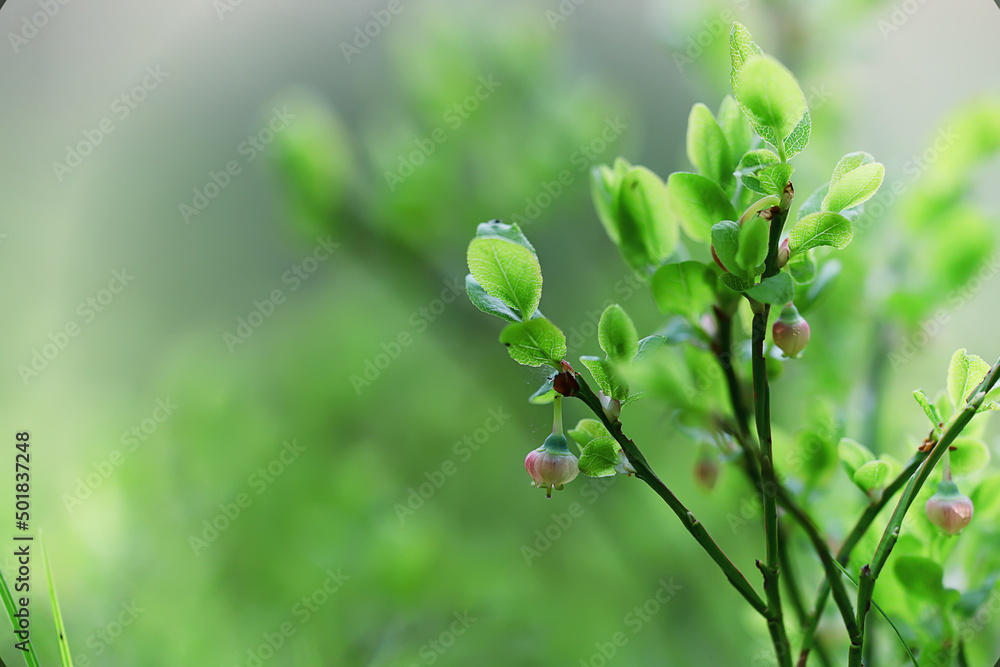 spring branches shoots leaves seasonal background spring branches shoots leaves seasonal background