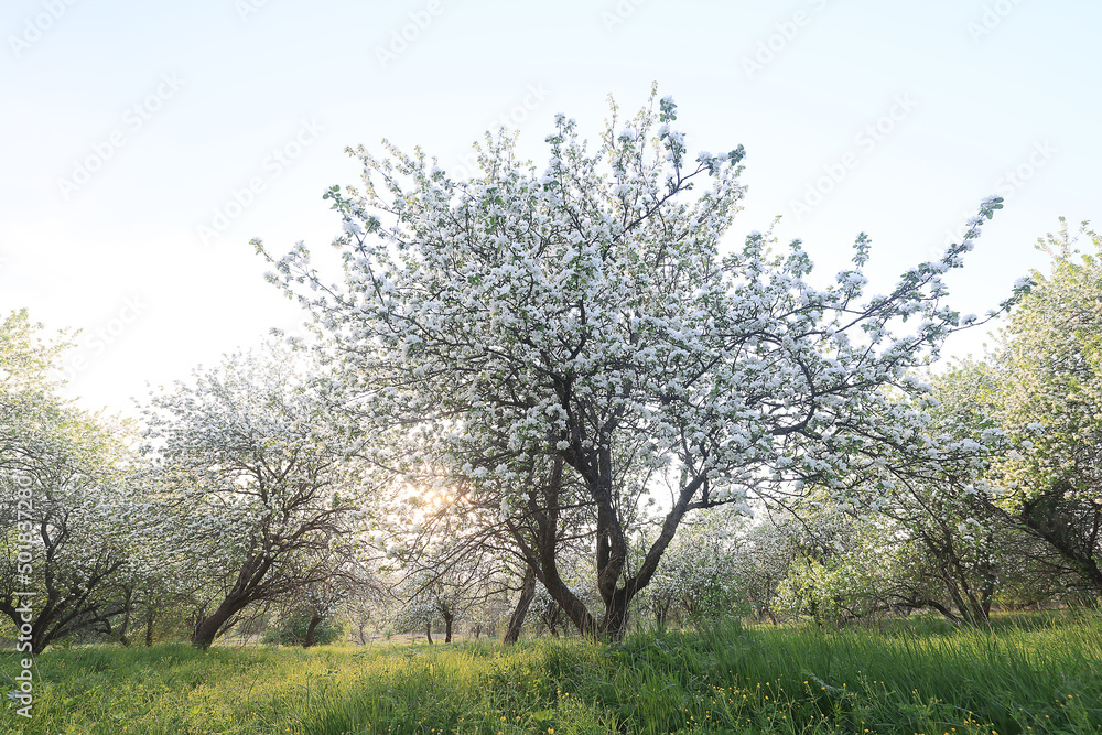 blooming apple orchard spring background branches trees flowers nature