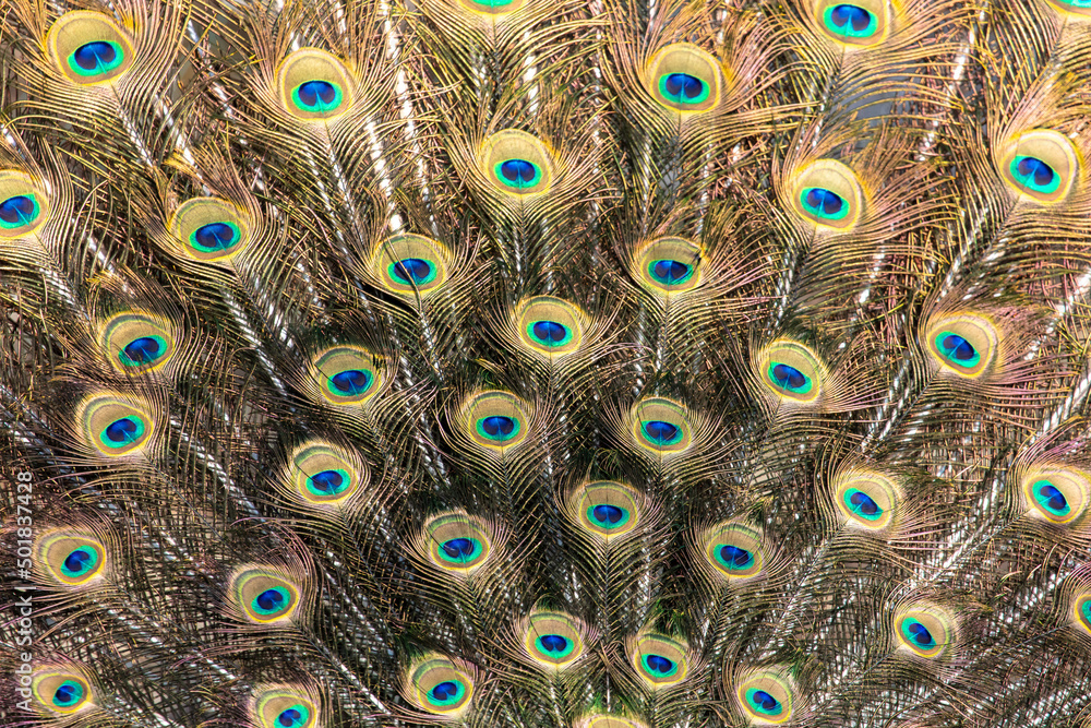 Obraz premium Multicolored peacock feathers as a background.