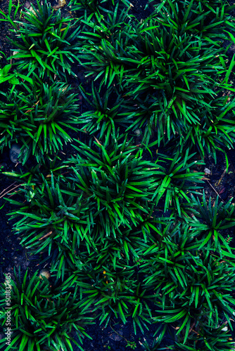 Green grass bush or lawn in dark forest for background textured.
