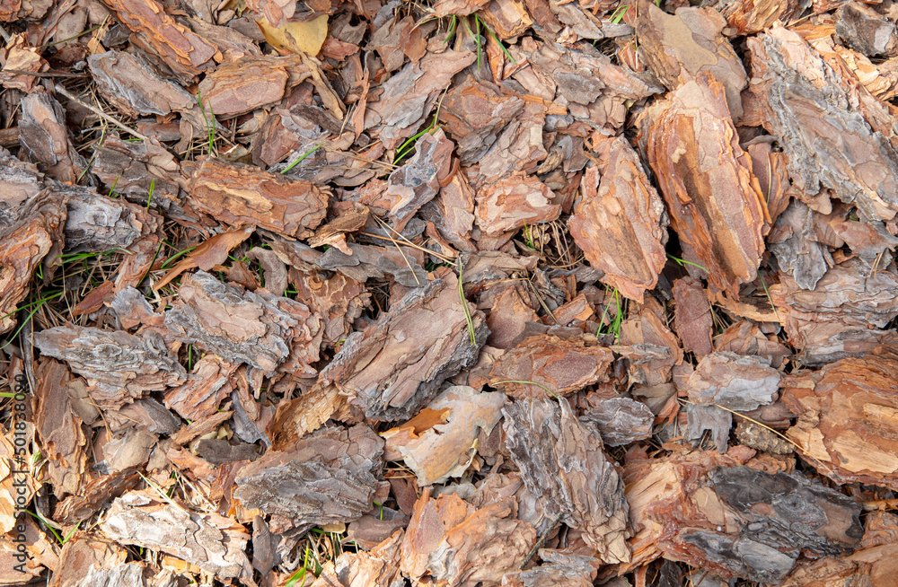 Pine bark on the ground as a background.