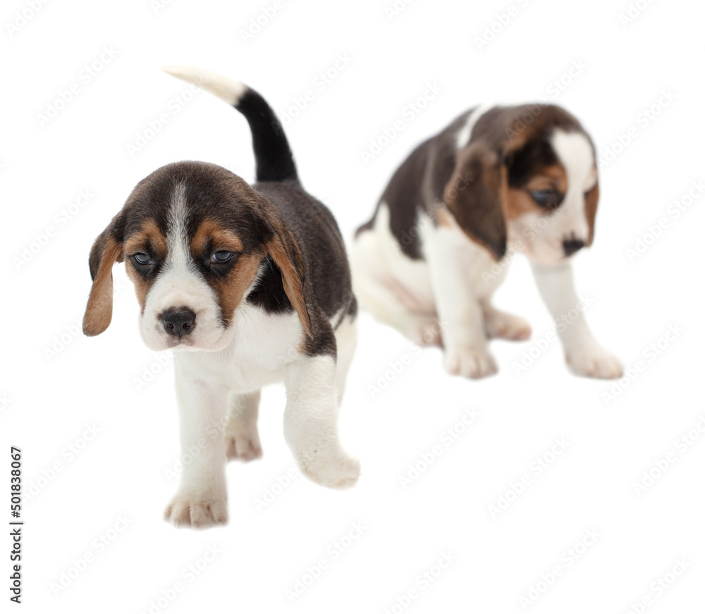 Dog puppies isolated on white background.