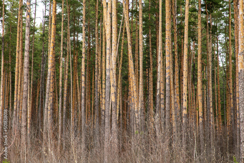 Trunks of coniferous trees in the forest as a background.