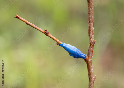 Принти на полотні Grafting on a fruit tree in early spring.