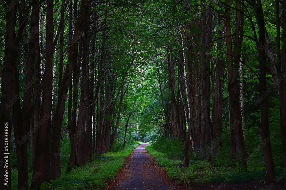 Obraz premium landscape spring forest background nature