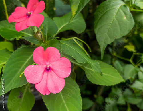 flowers in a beautiful garden with the scientific name Impatiens balsamina L © Ricky Kurniawan