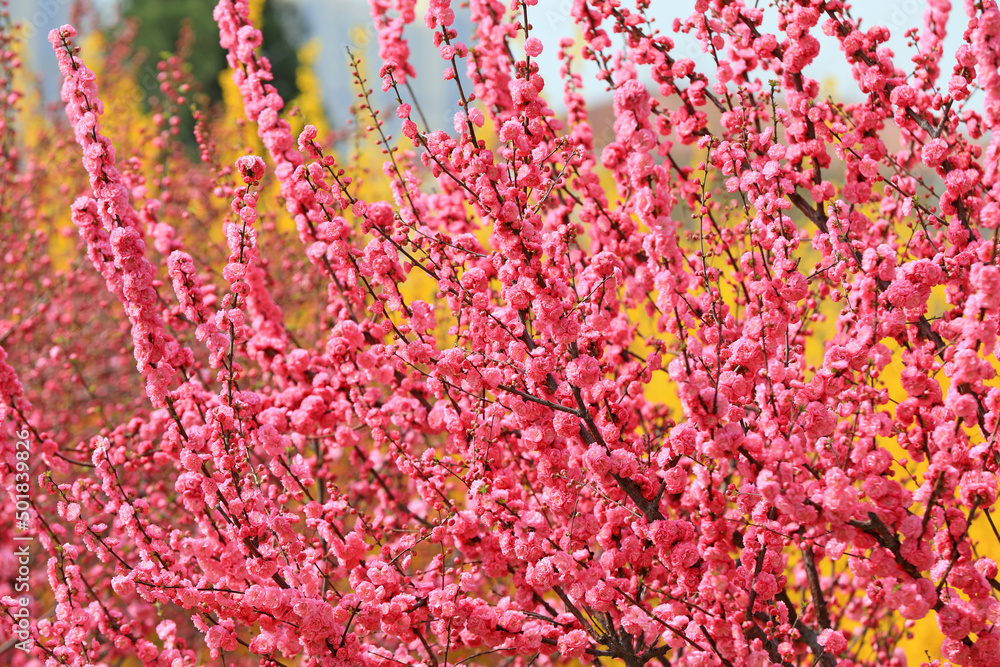 Obraz premium Beautiful elm leaf plum flowers are in the park, North China