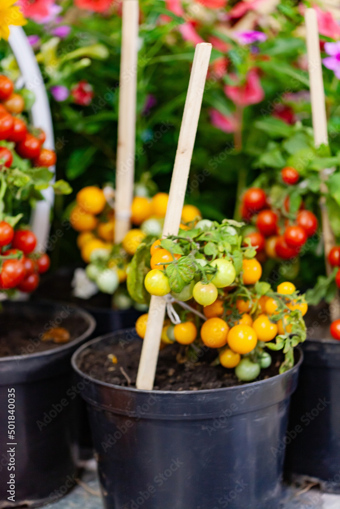 cherry tomatoes in the pot