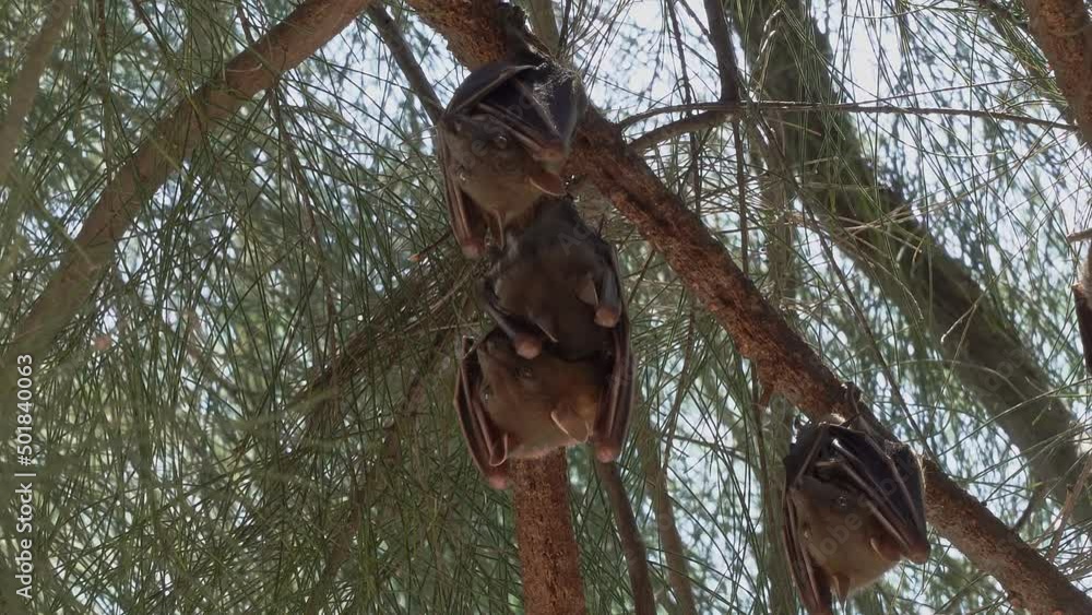 Bats (Chiroptera) are a detachment of placental mammals, the only one whose representatives are