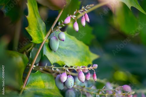 Beale's Mahonia plant with fruits