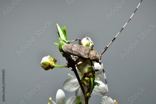 Gray barbel beetle on cherry flowers. photo