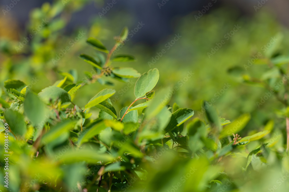 Spring shoots of the boxwood bush. Thin branches with new green leaves. Abstract Background. Defocus, blur, , selective focus. Spring shoots of the boxwood bush. Thin branches with new green leaves. Abstract Background. Defocus, blur, , selective focus.