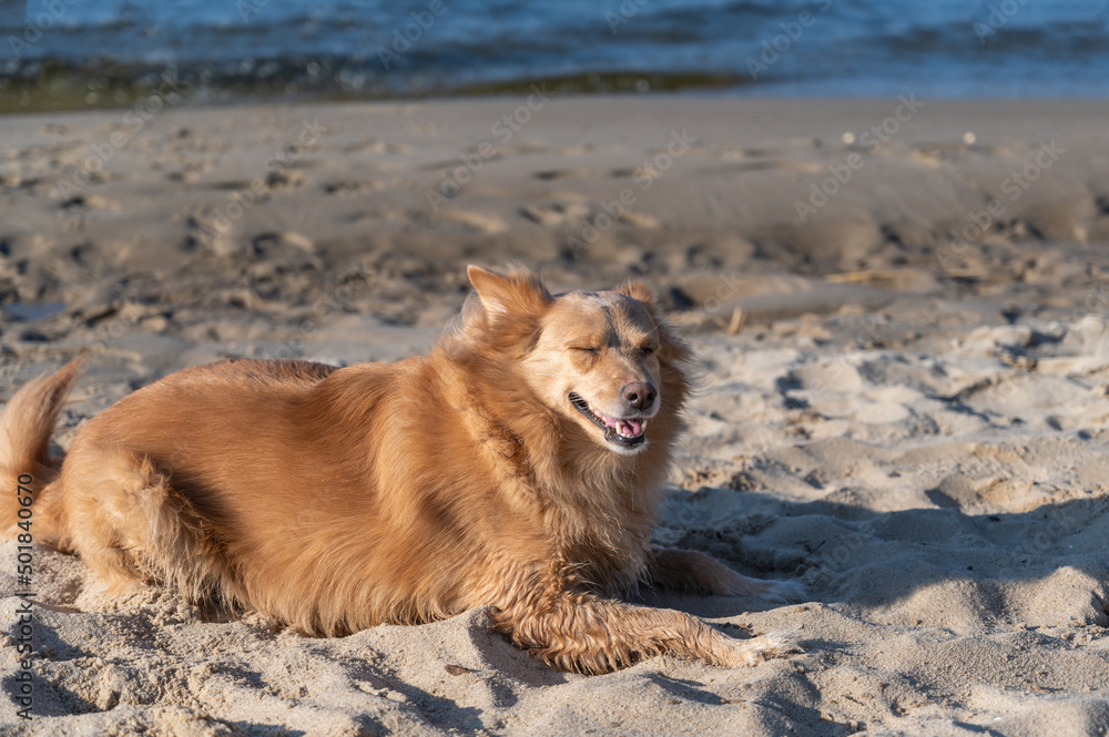 Portrait of a red mixed breed dog lying on the sand. The female lies with her eyes closed. Portrait of a red mixed breed dog lying on the sand. The female lies with her eyes closed.