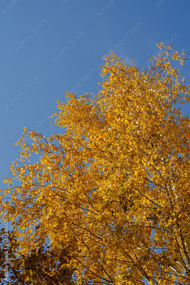 Fototapeta premium Autumn birch tree against the blue sky. Tree branches with yellow leaves. Daytime. No people. Selective focus.