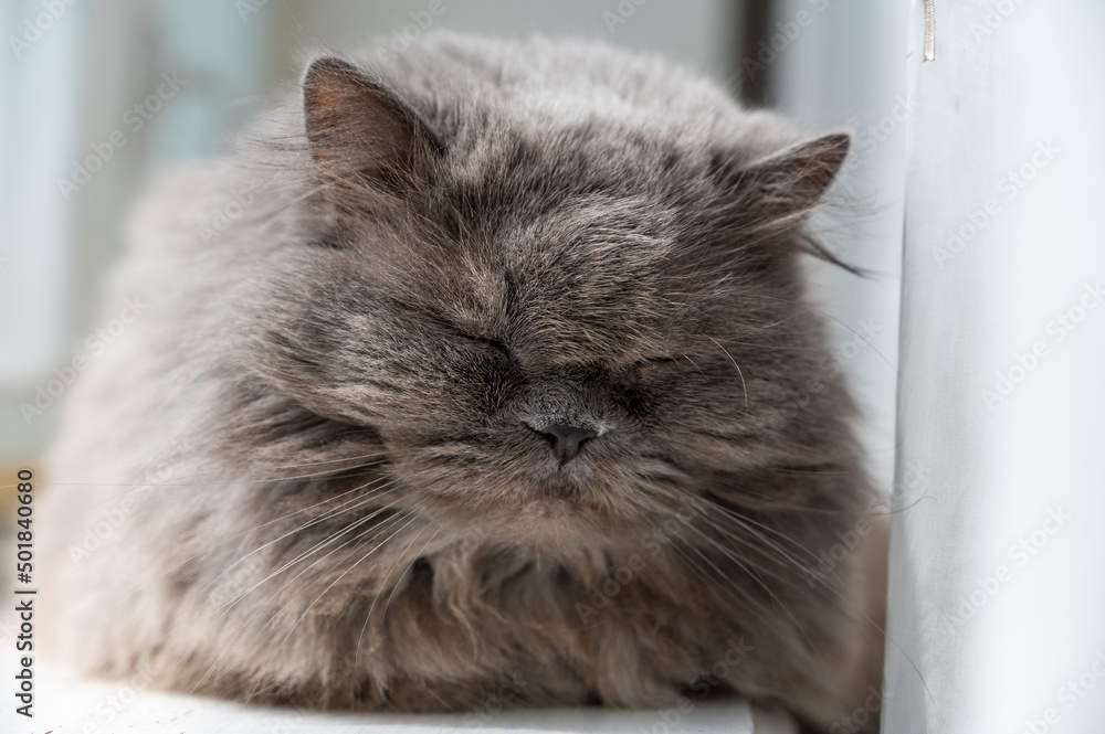 An old gray sleeping cat. Portrait of a pet lying on a windowsill with its eyes closed.