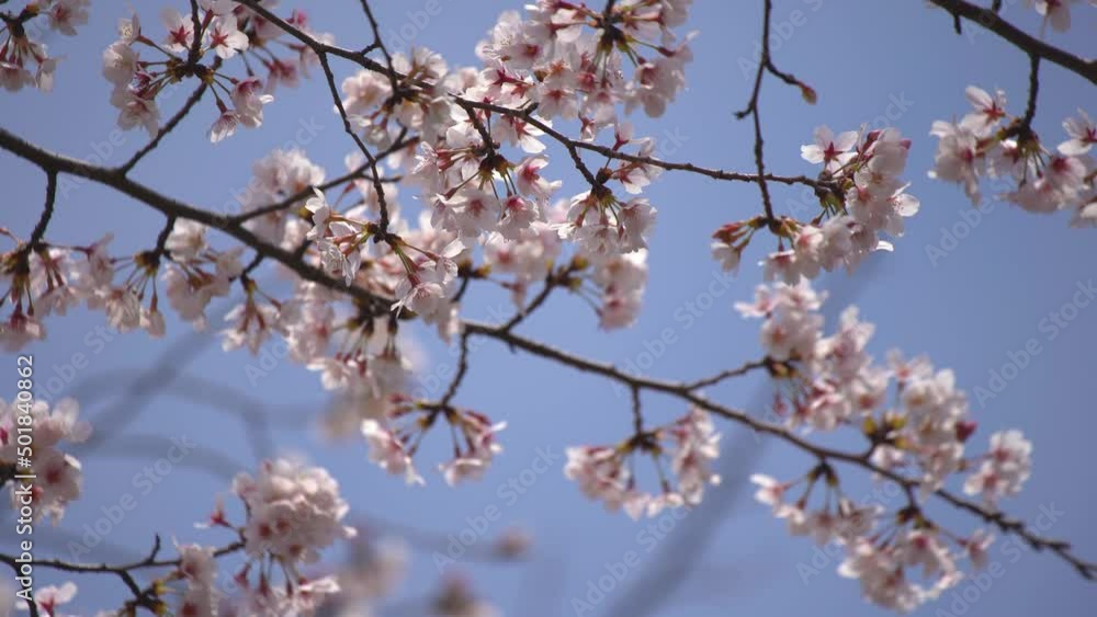 桜 サクラ さくら Cherry Blossom in Japan Spring 桜 サクラ さくら Cherry Blossom in Japan Spring