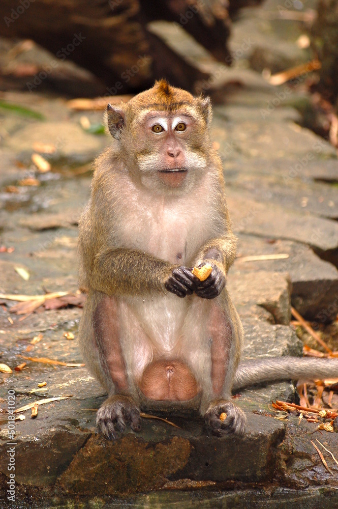 monkey with big balls sits by the water