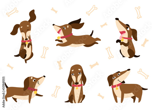 Set of dachshunds with collars and medallions in different poses, sitting, running, jumping. Drawn in cartoon style. Vector illustration for designs, prints, patterns. Isolated on white