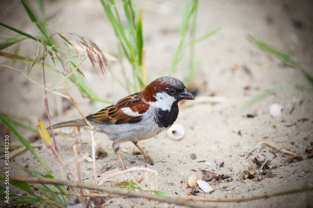 sparrow sparrow