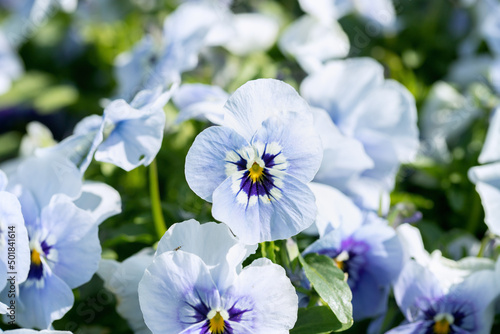 Fotografie Closup of a light blue pansy blossom.