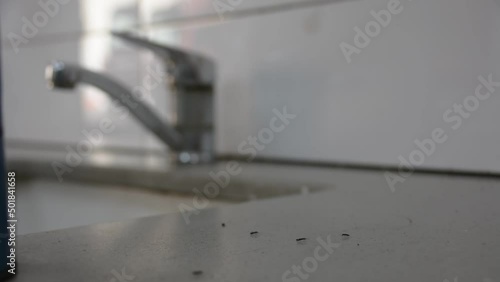 dirty kitchen work place with ants and sugar