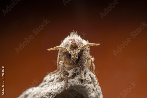 Close up of Lepidoptera moths, North China