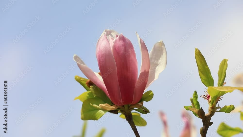 Beautiful magnolia flowers are in a botanical garden, North China Beautiful magnolia flowers are in a botanical garden, North China