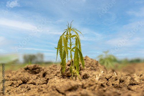 Yellow and wilt leaves is a the signs that young hemp in field need more water